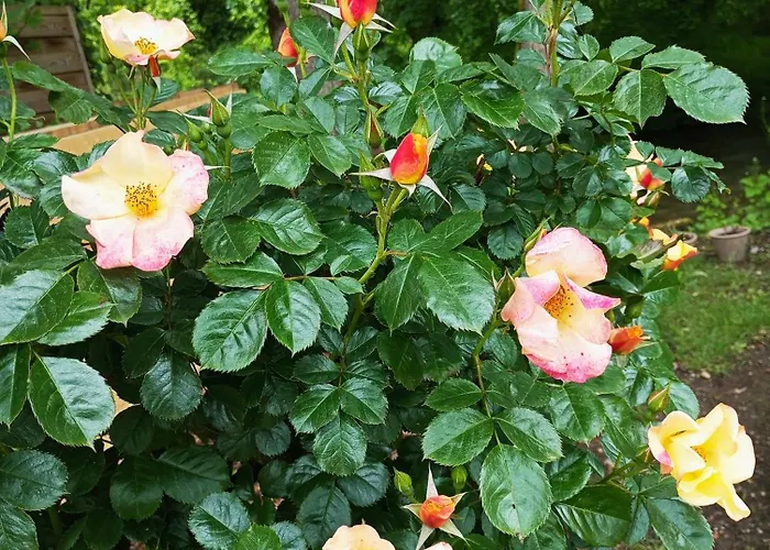 Ici Cool Une Riviere Pensión